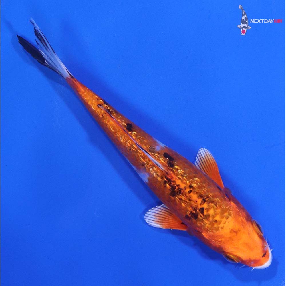 4.5” Imported Gin Rin Yamato Nishiki