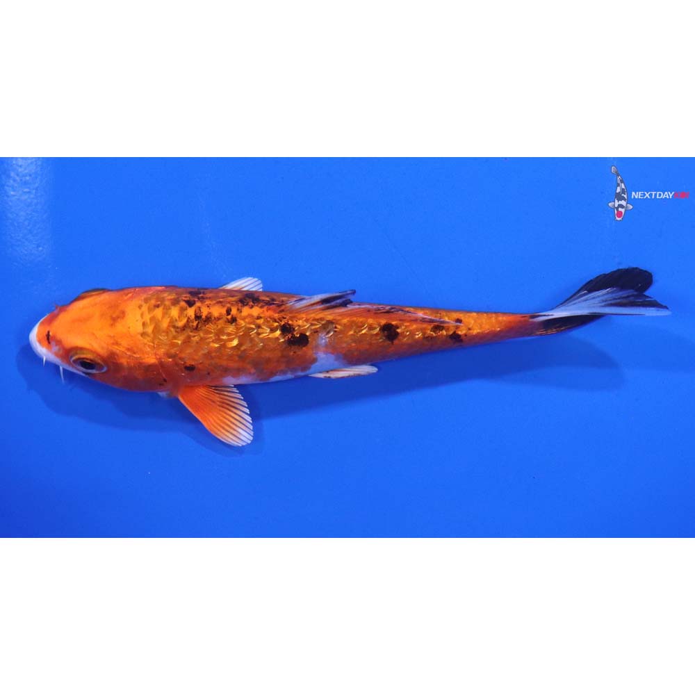 4.5” Imported Gin Rin Yamato Nishiki