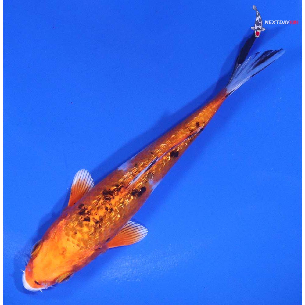 4.5” Imported Gin Rin Yamato Nishiki