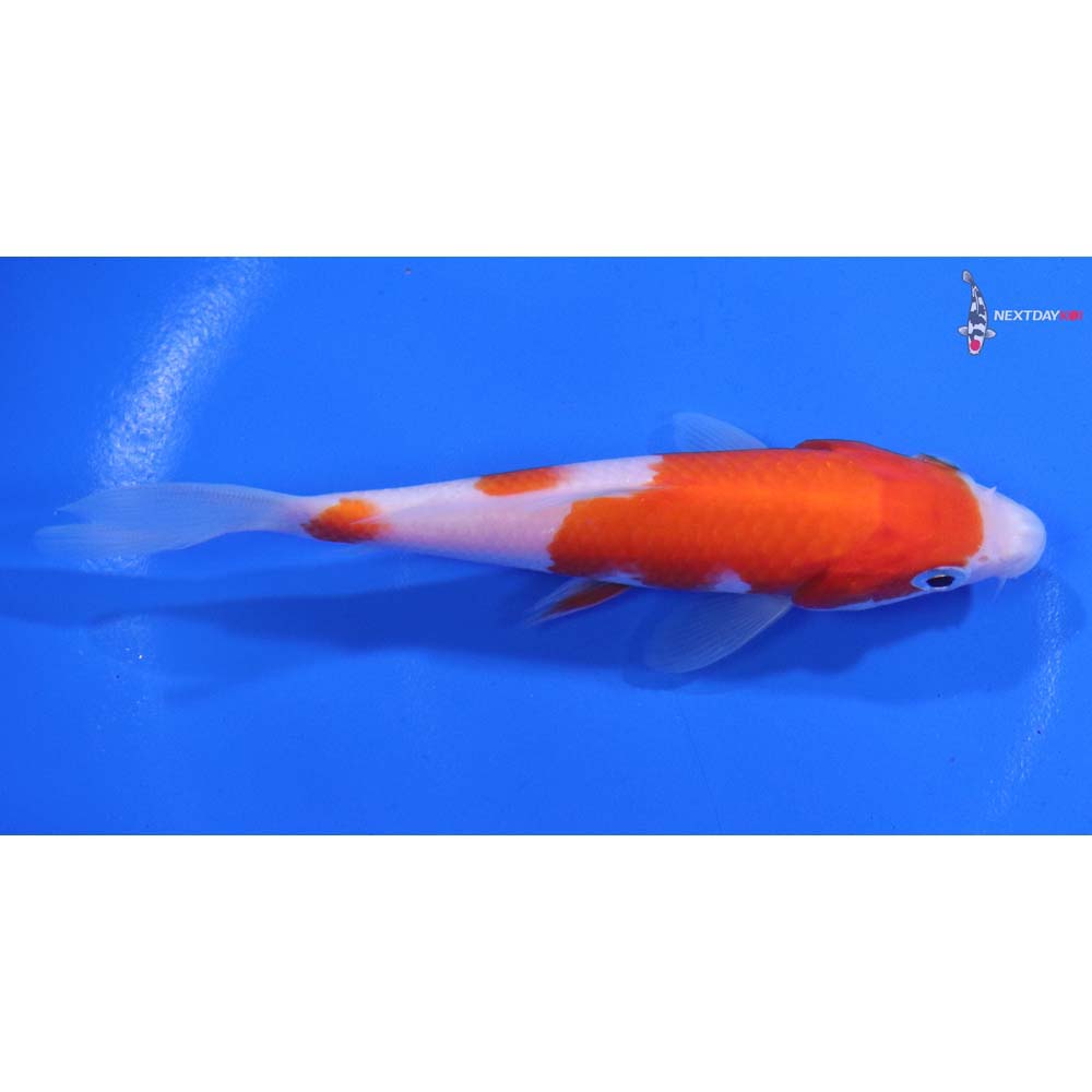 4.5” Imported Kohaku