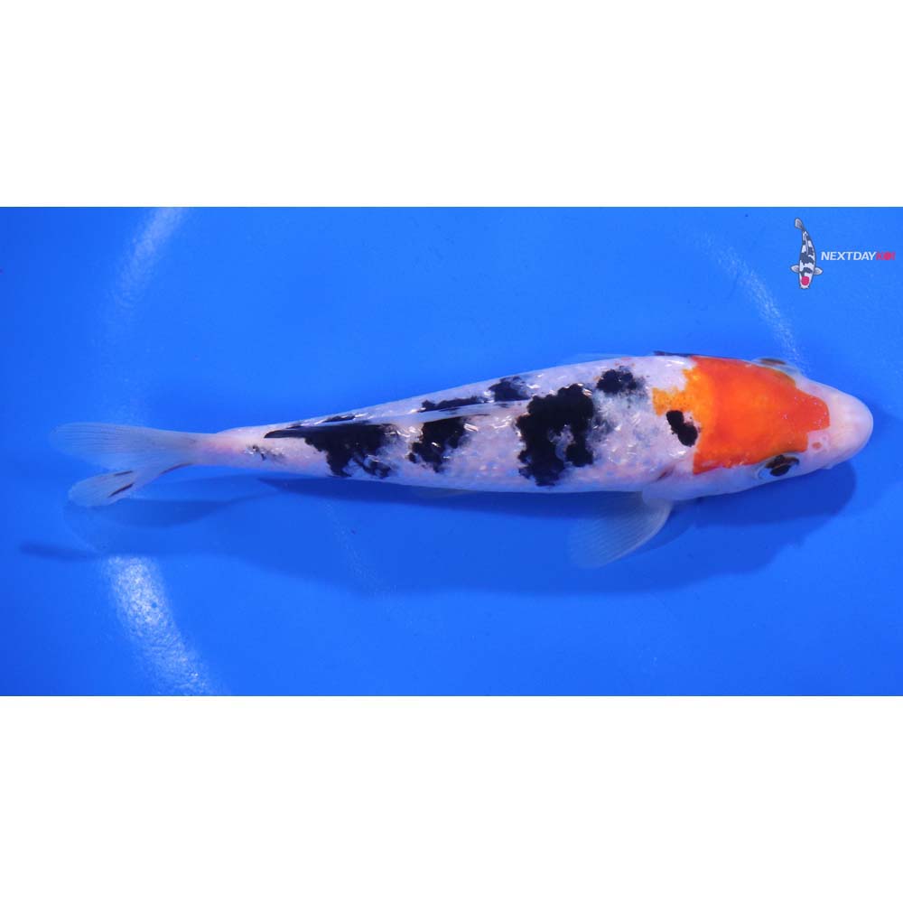 5” Imported Gin Rin Sanke