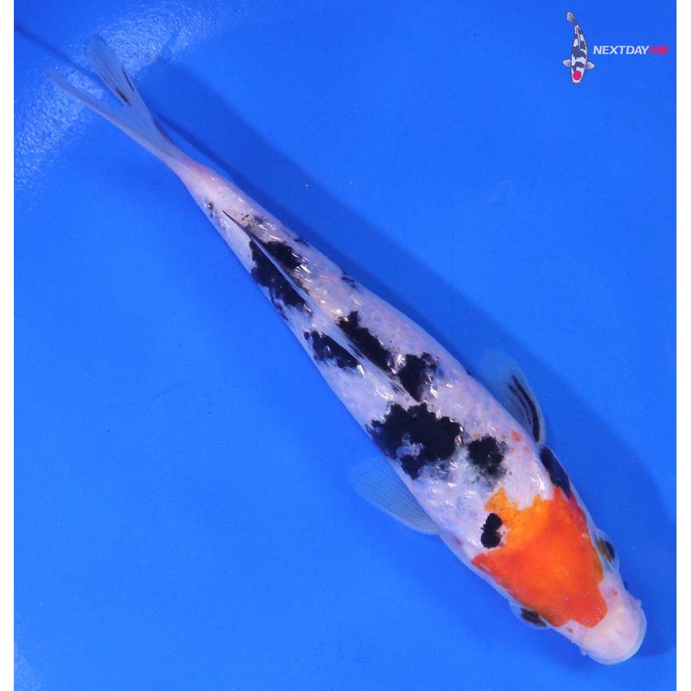5” Imported Gin Rin Sanke