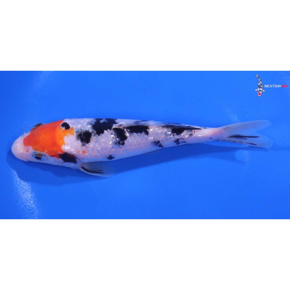 5” Imported Gin Rin Sanke