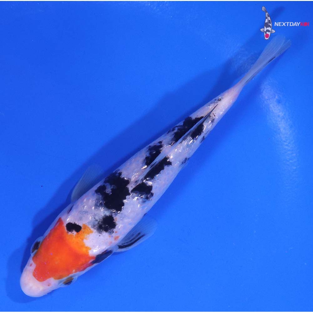 5” Imported Gin Rin Sanke