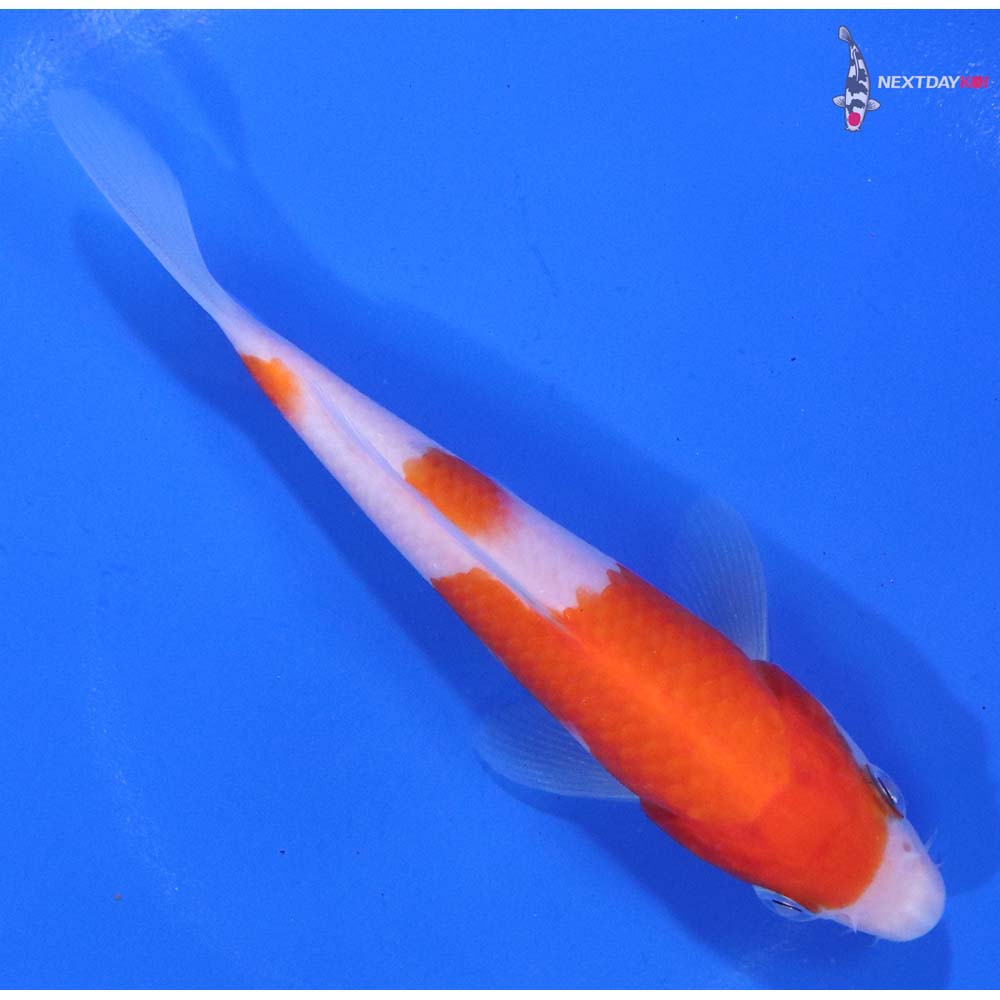 4.5” Imported Kohaku