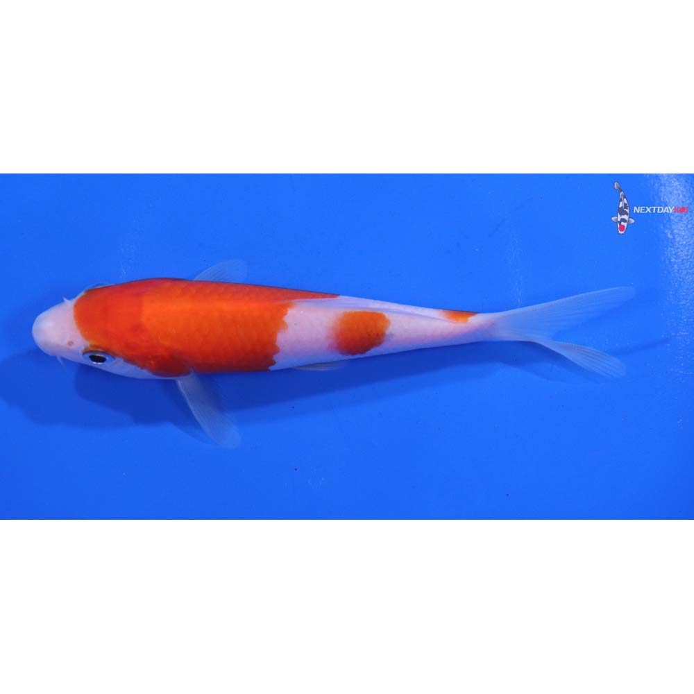 4.5” Imported Kohaku