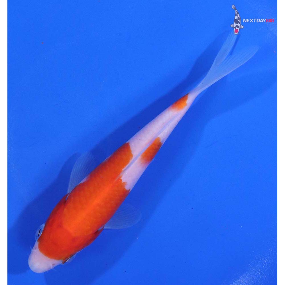 4.5” Imported Kohaku