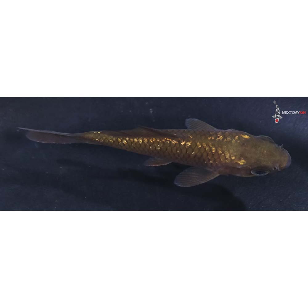 3” Imported Gin Rin Chagoi