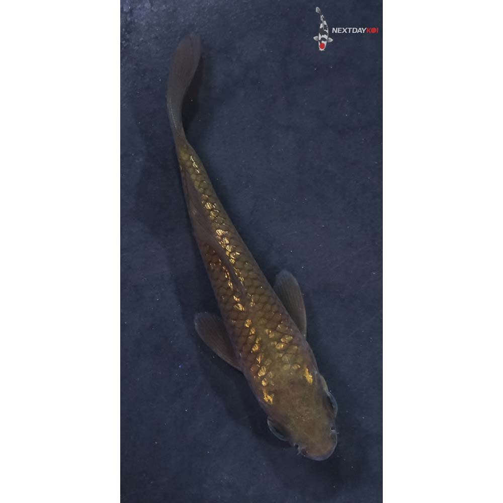 3” Imported Gin Rin Chagoi