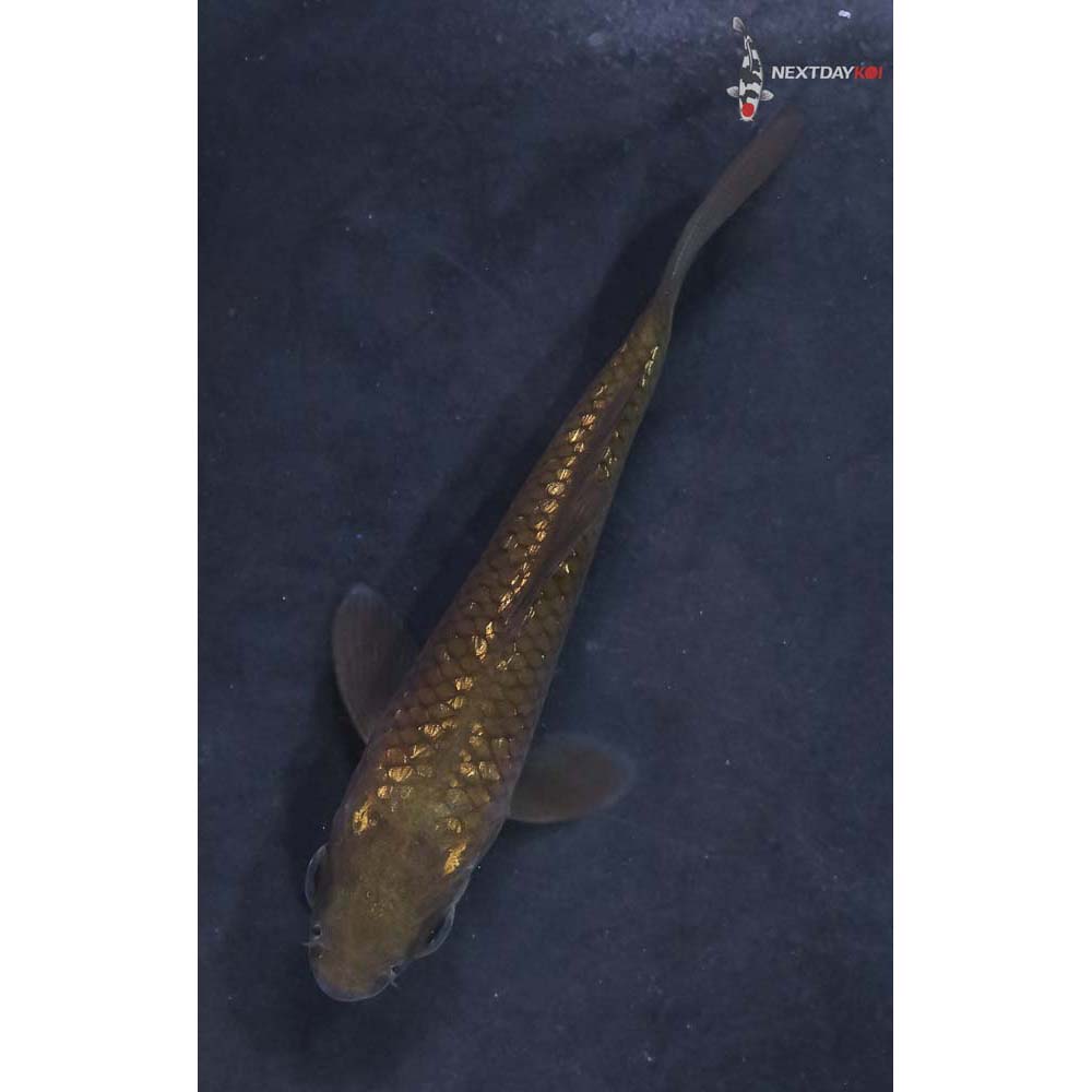 3” Imported Gin Rin Chagoi