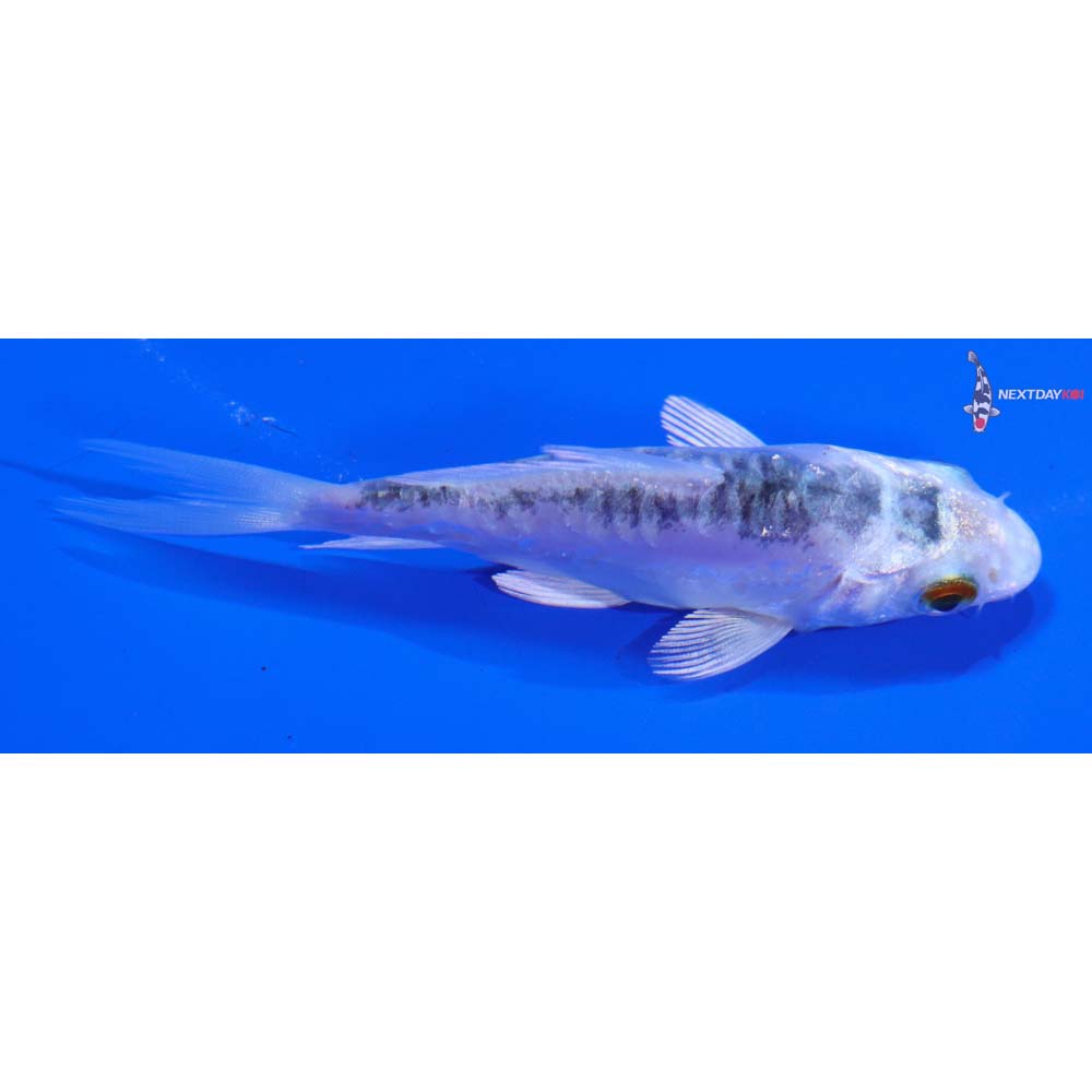 3” Imported Doitsu Gin Matsuba