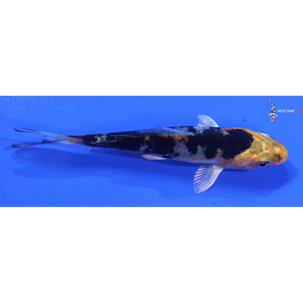 3.5” Imported Heisei Nishiki