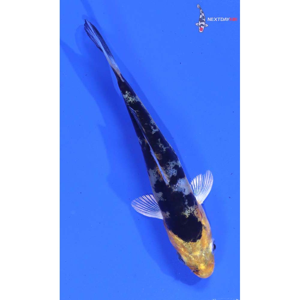 3.5” Imported Heisei Nishiki