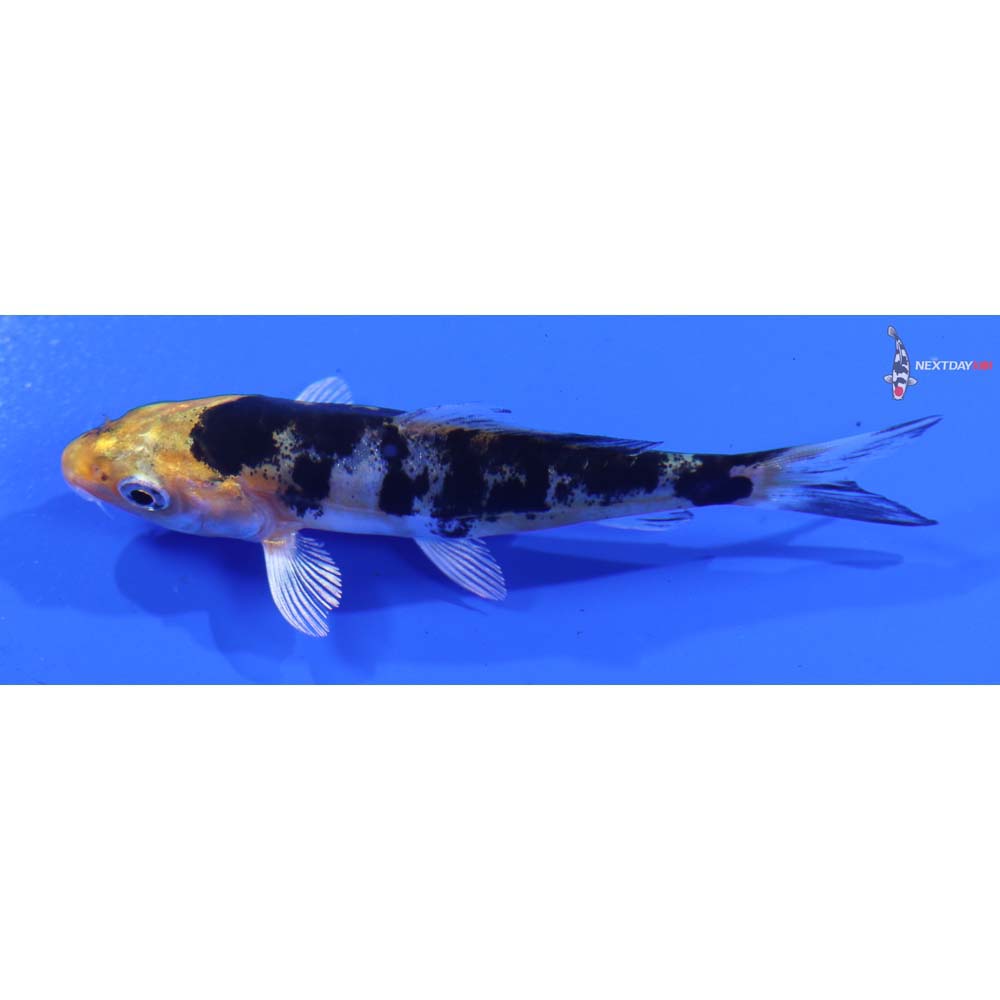 3.5” Imported Heisei Nishiki