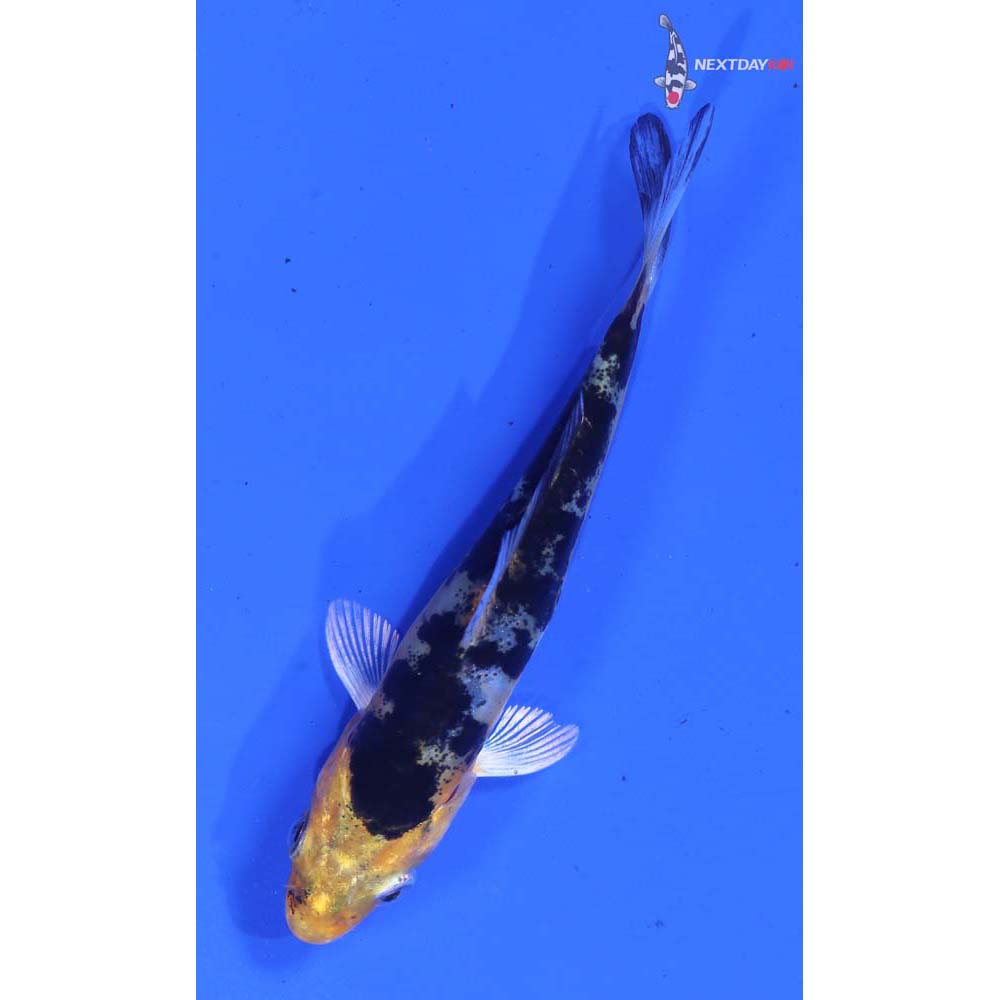 3.5” Imported Heisei Nishiki