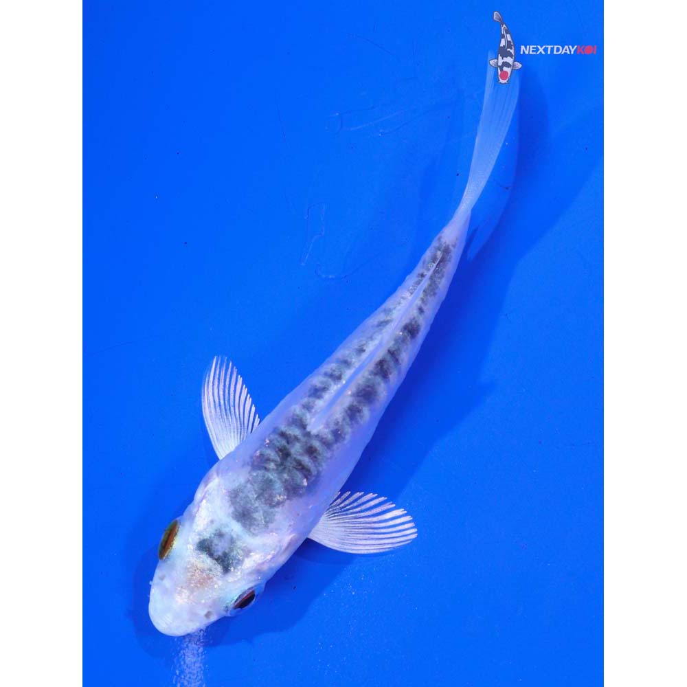 3” Imported Doitsu Gin Matsuba