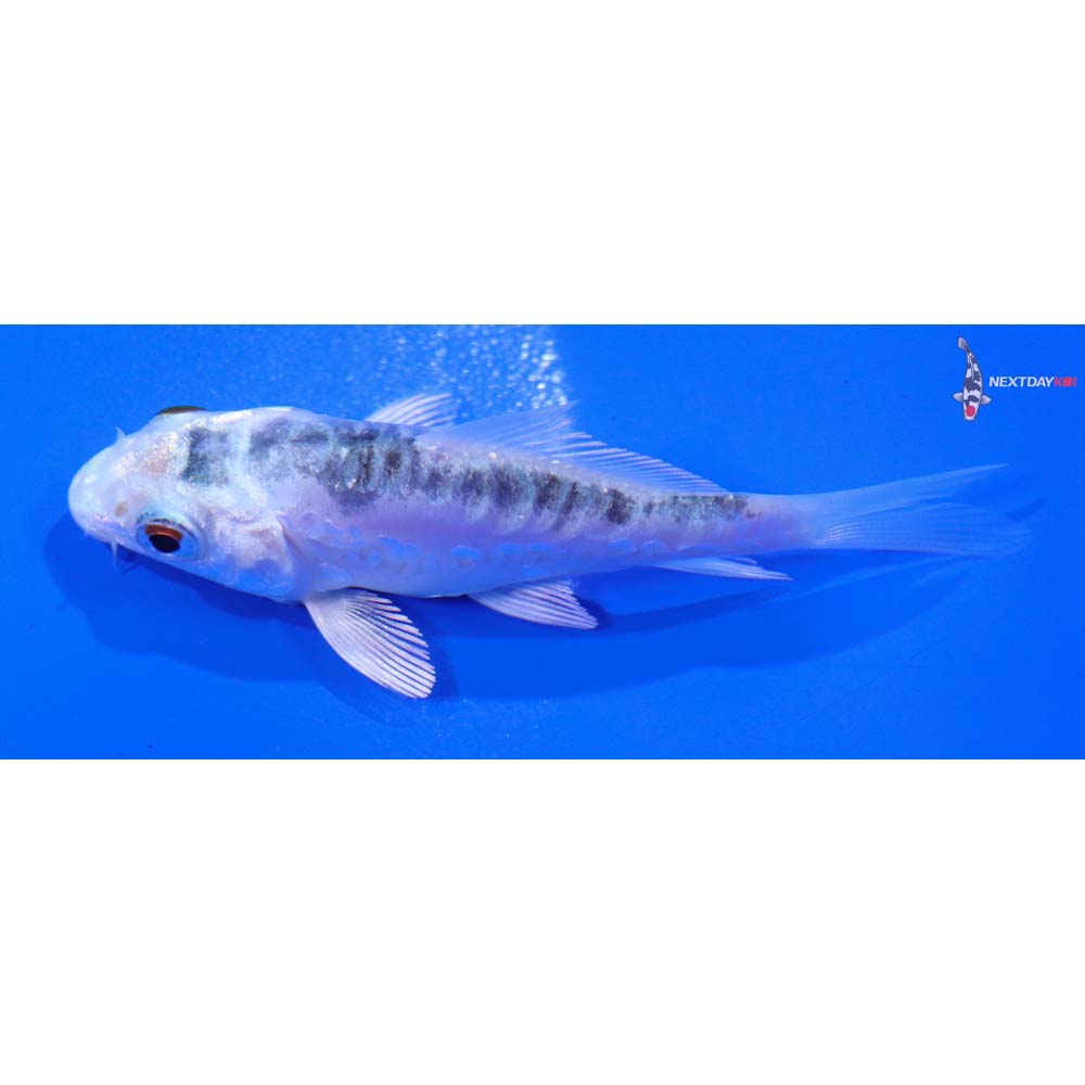 3” Imported Doitsu Gin Matsuba