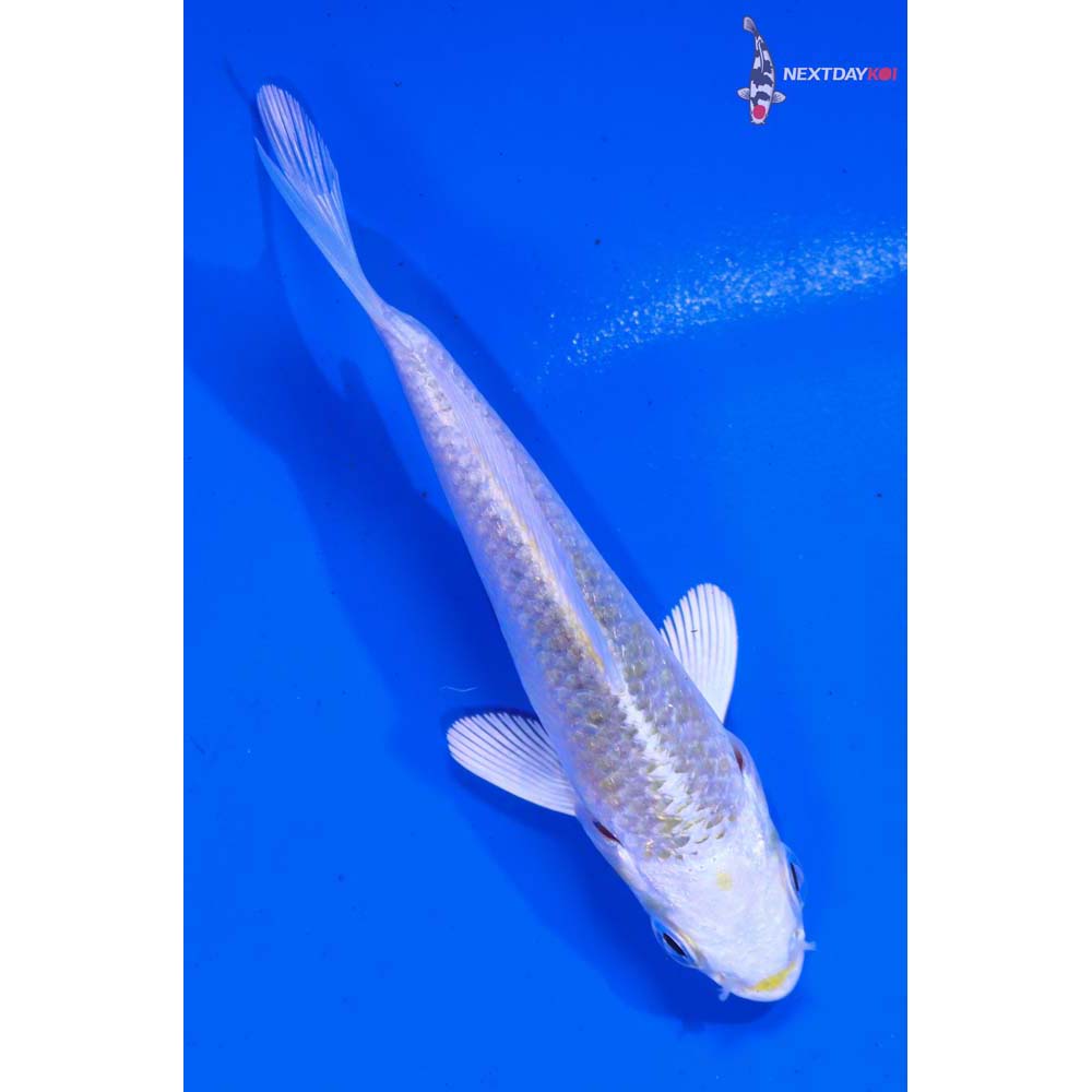 3.5” Imported Lemon Hariwake