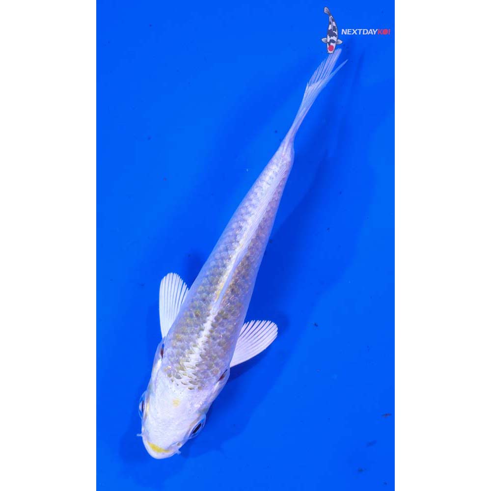 3.5” Imported Lemon Hariwake