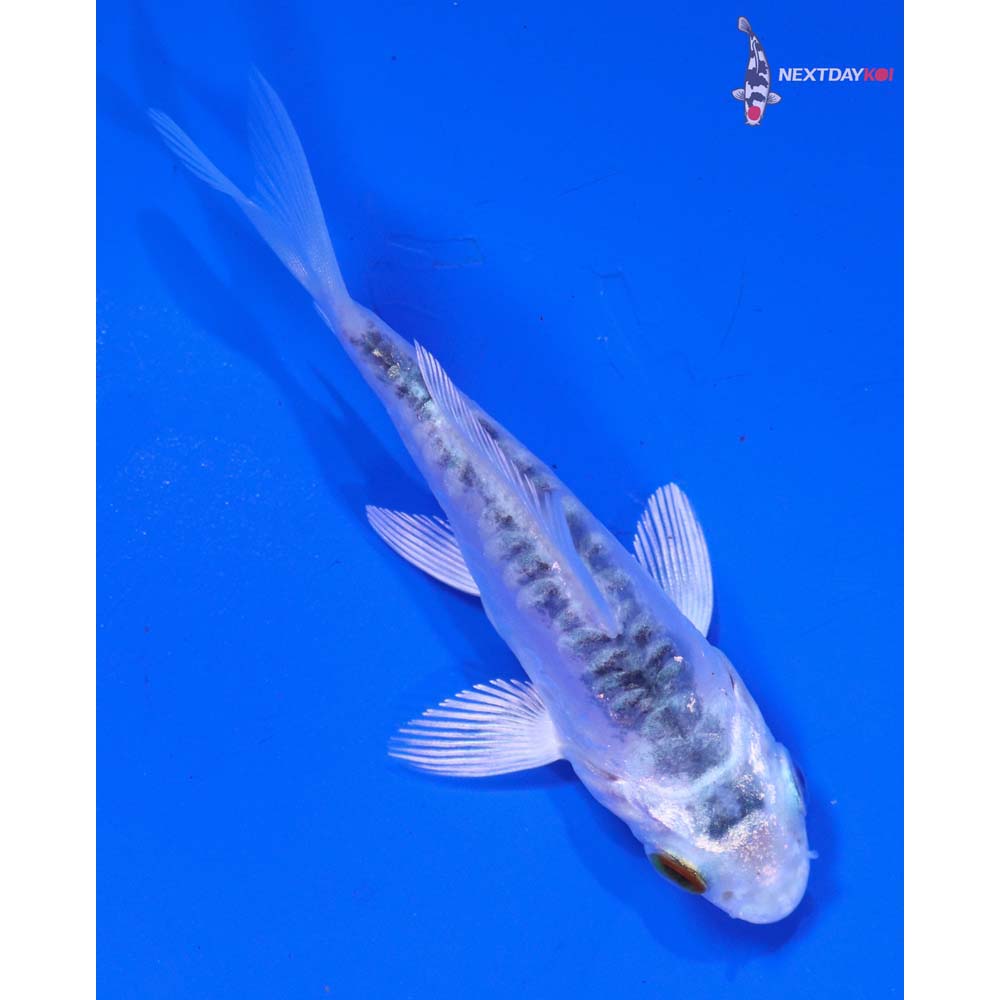 3” Imported Doitsu Gin Matsuba