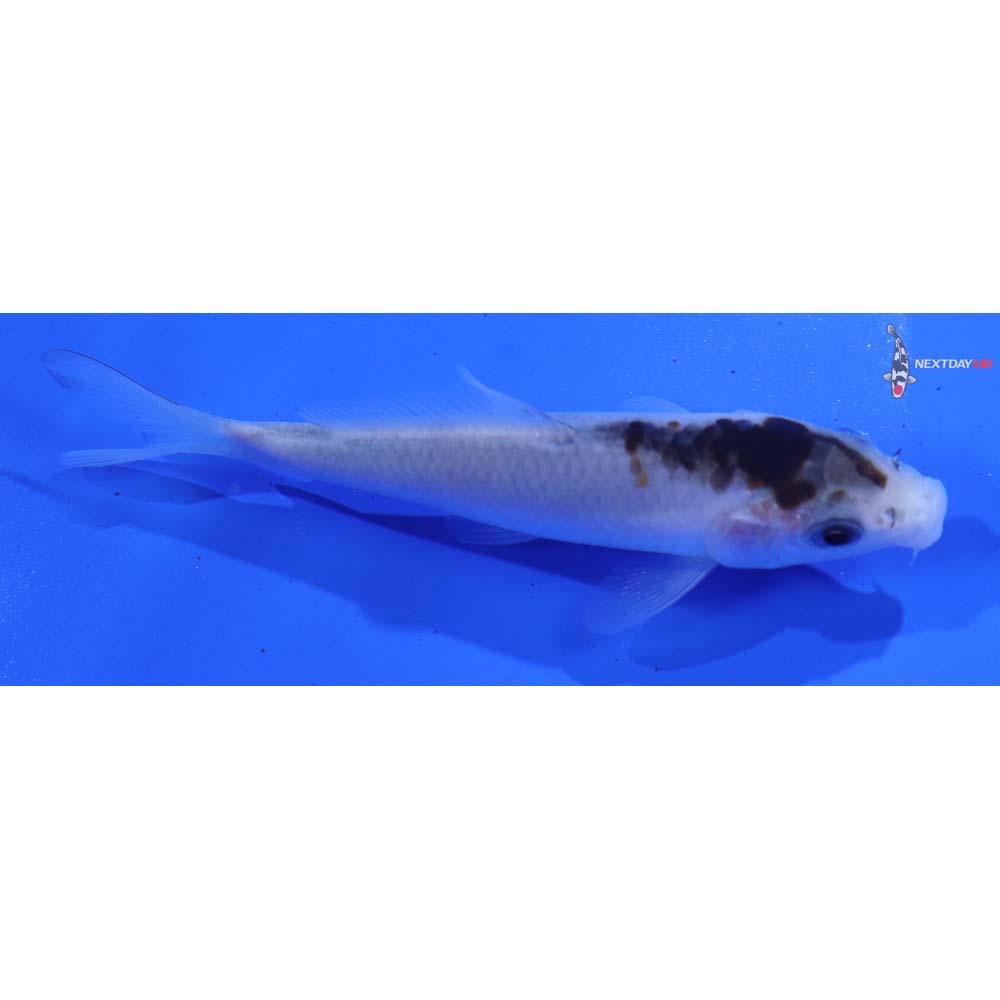 4” Imported Goromo