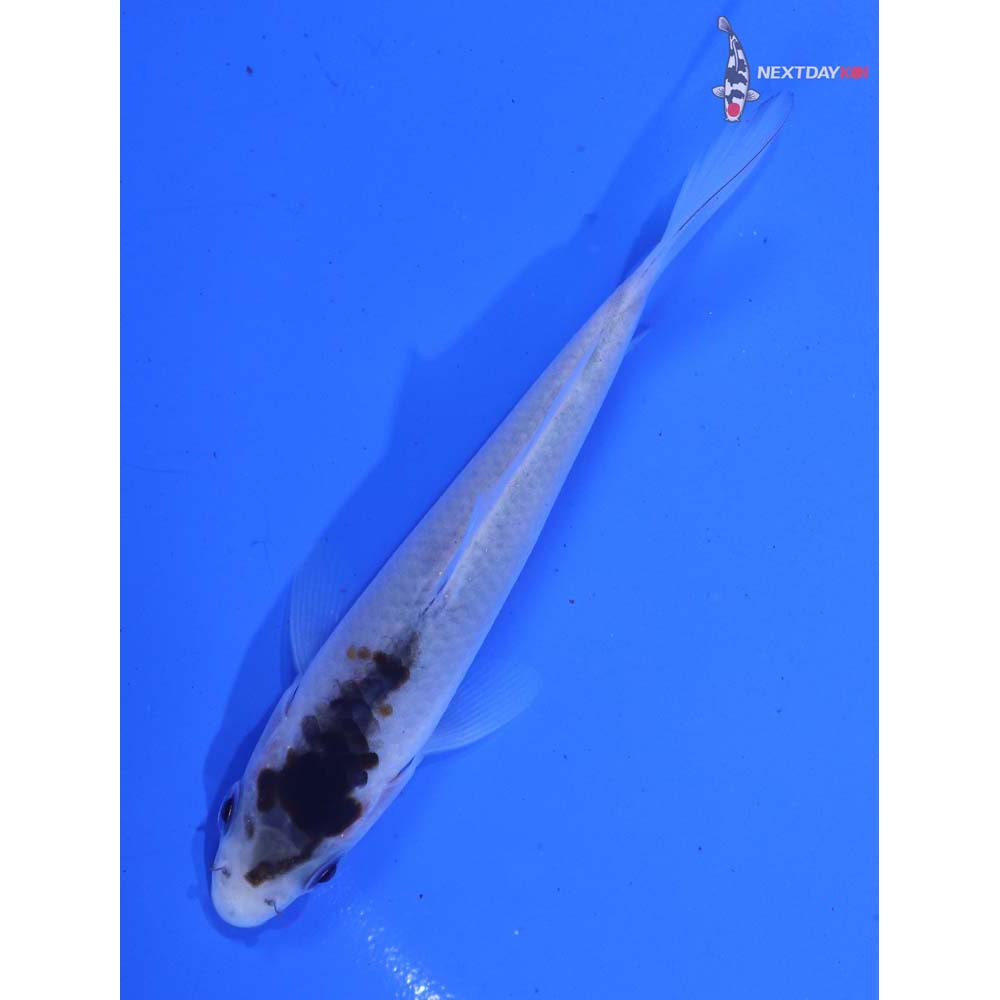 4” Imported Goromo