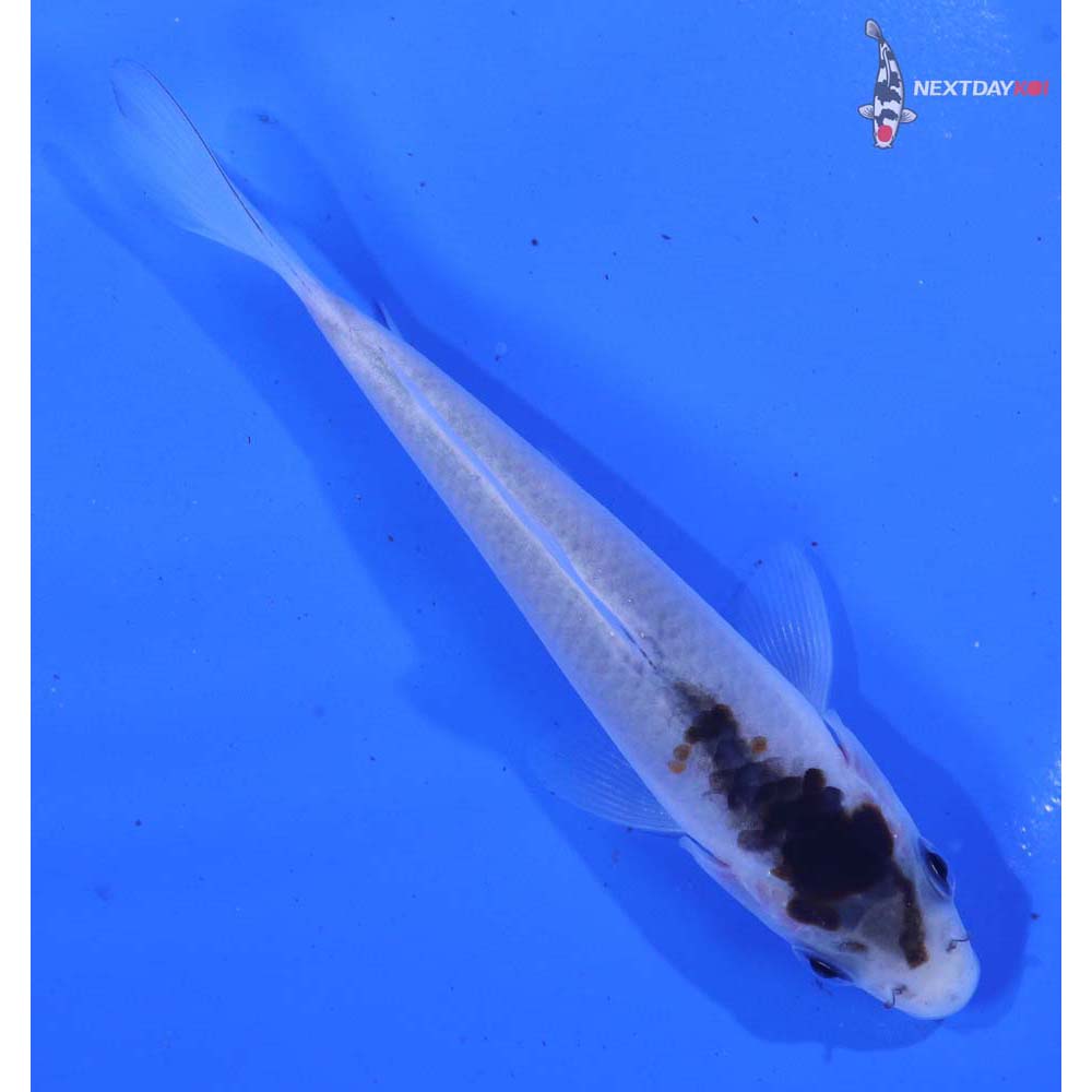 4” Imported Goromo