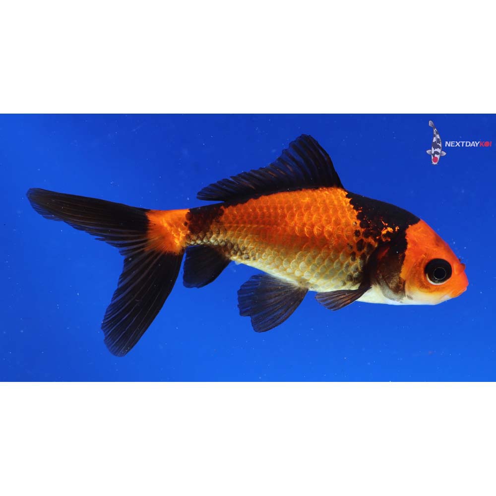 4” Imported Red and Black Wakin