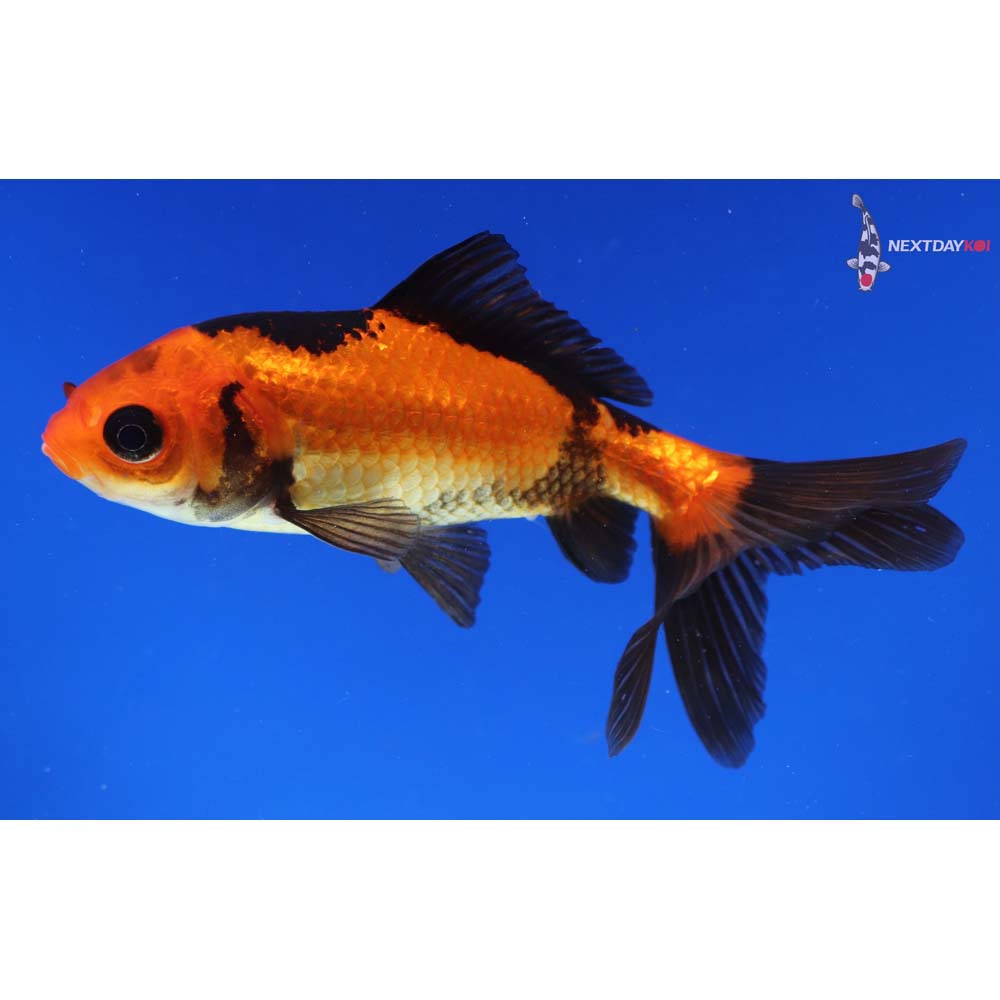 4” Imported Red and Black Wakin