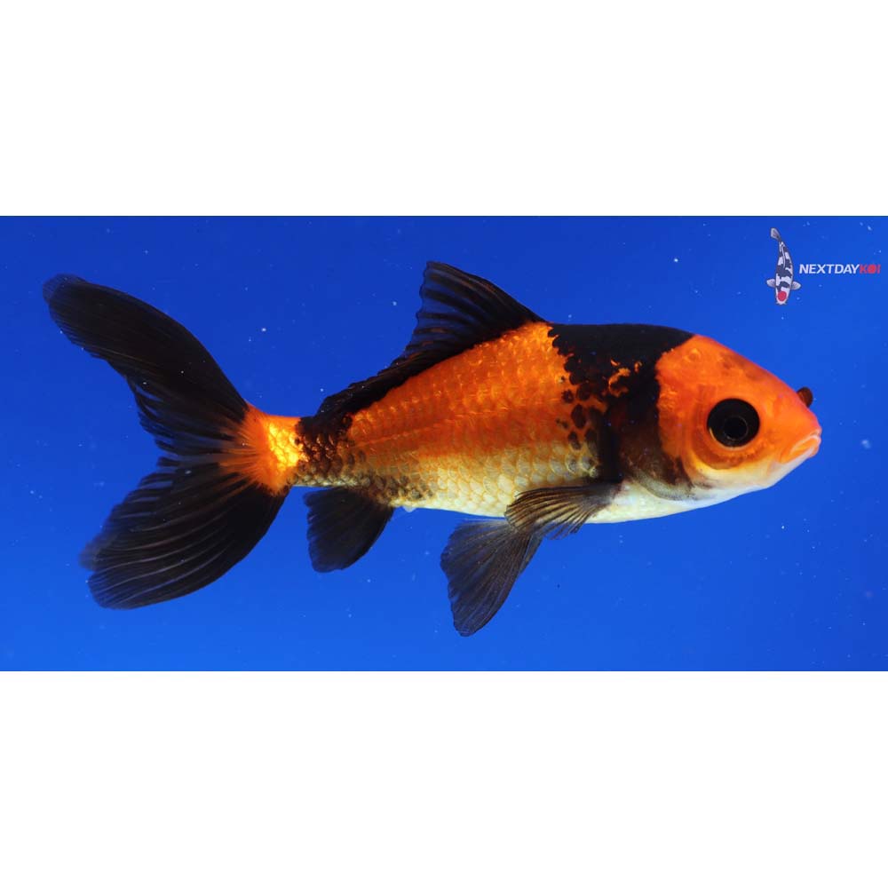 4” Imported Red and Black Wakin