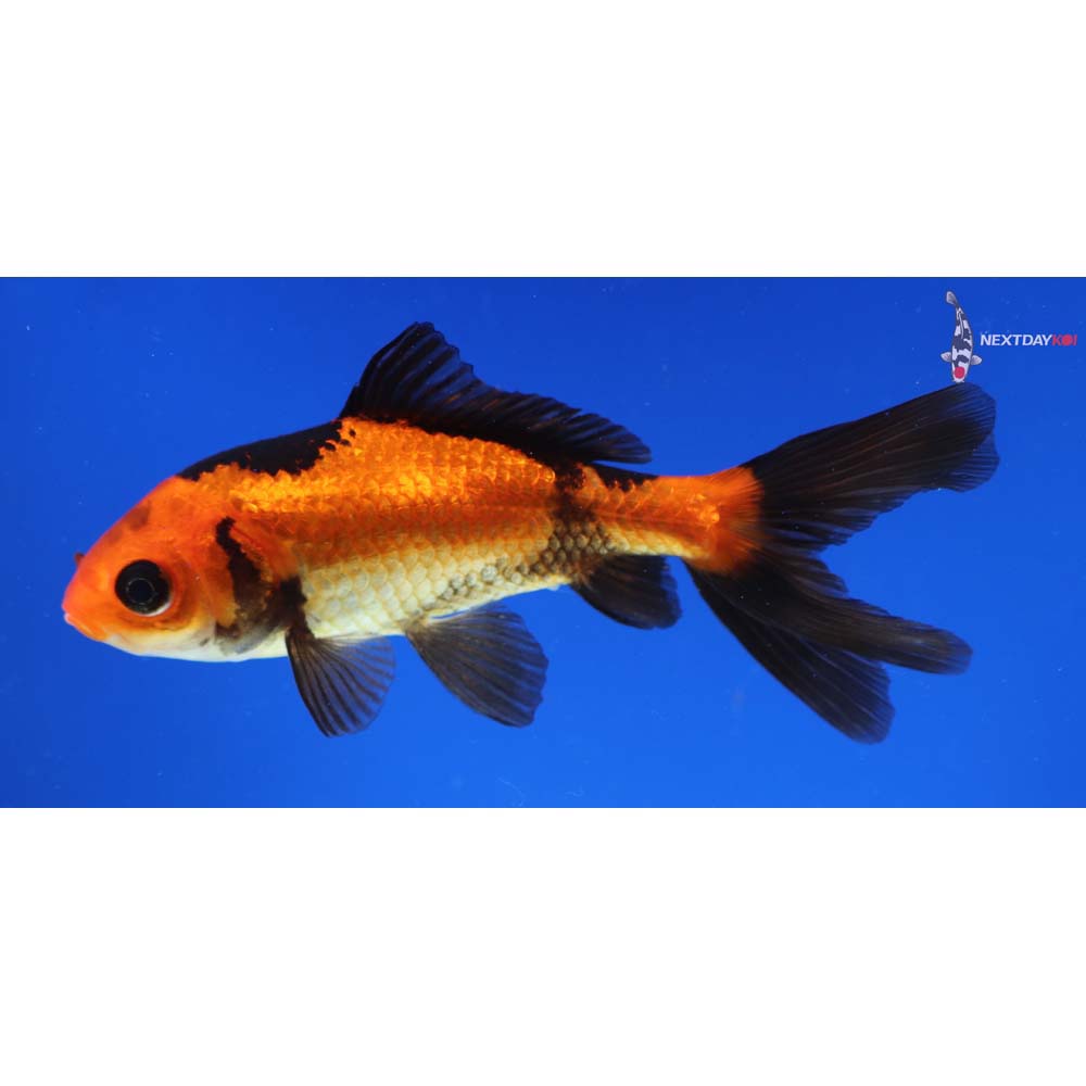 4” Imported Red and Black Wakin