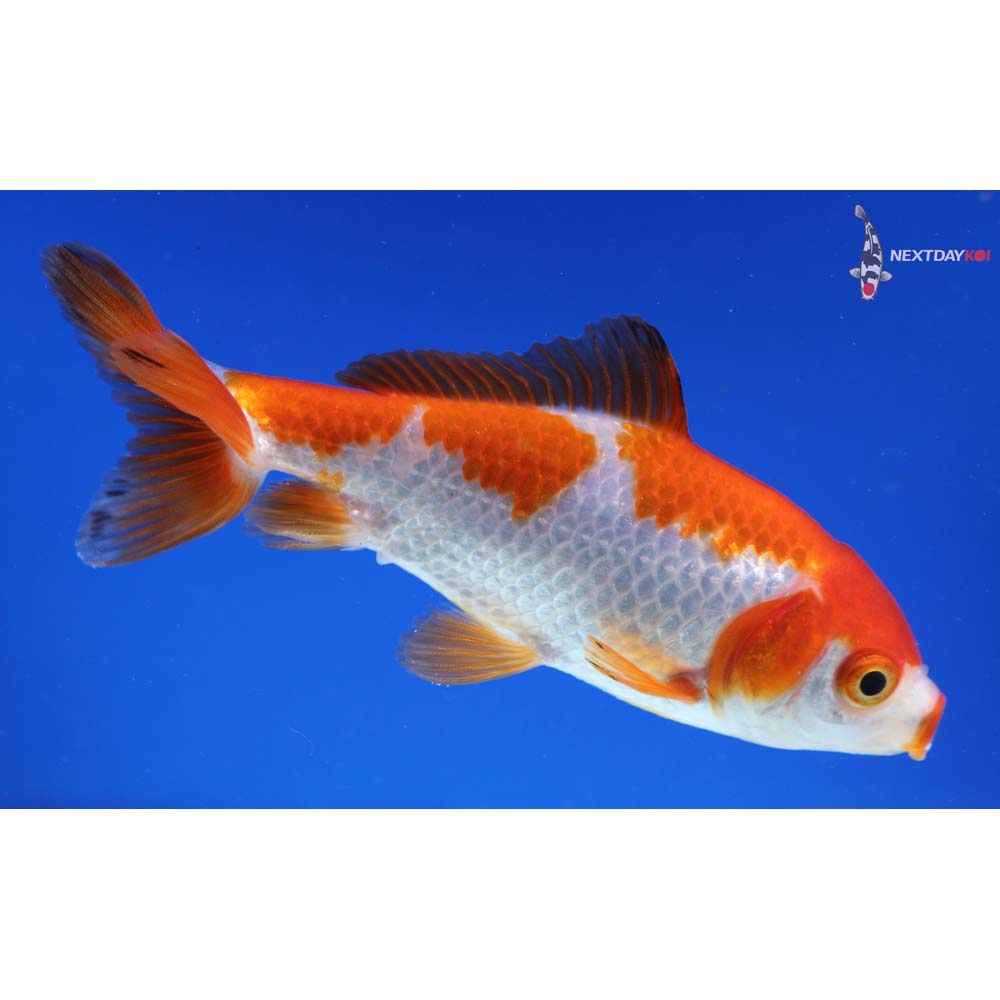 4” Imported Red and White Wakin