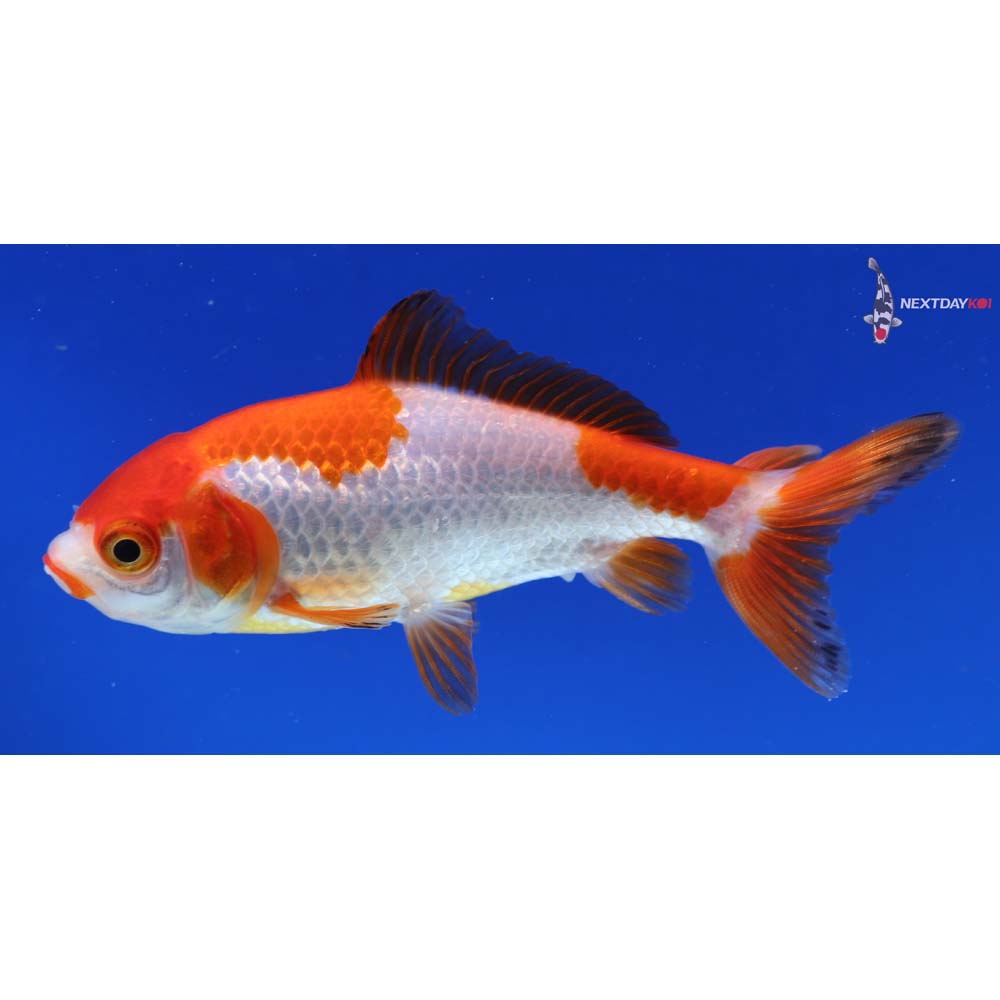 4” Imported Red and White Wakin