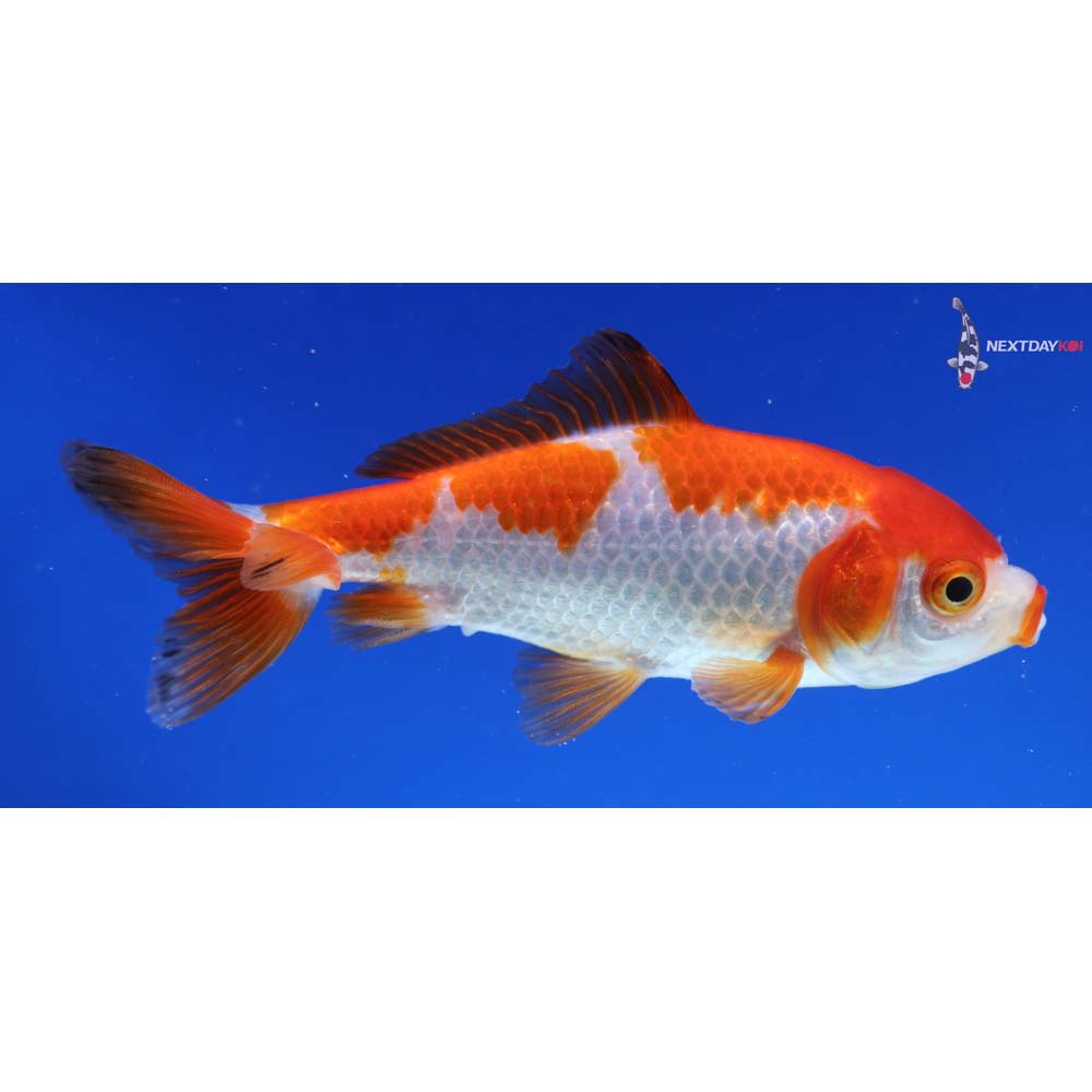 4” Imported Red and White Wakin