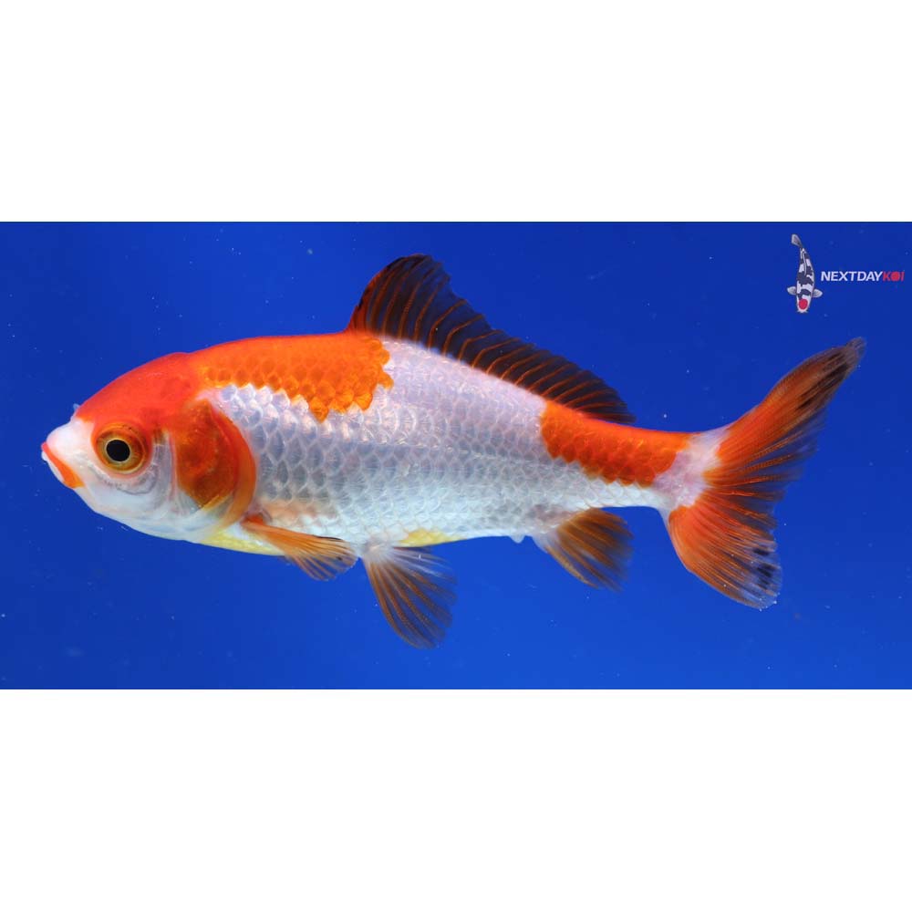 4” Imported Red and White Wakin