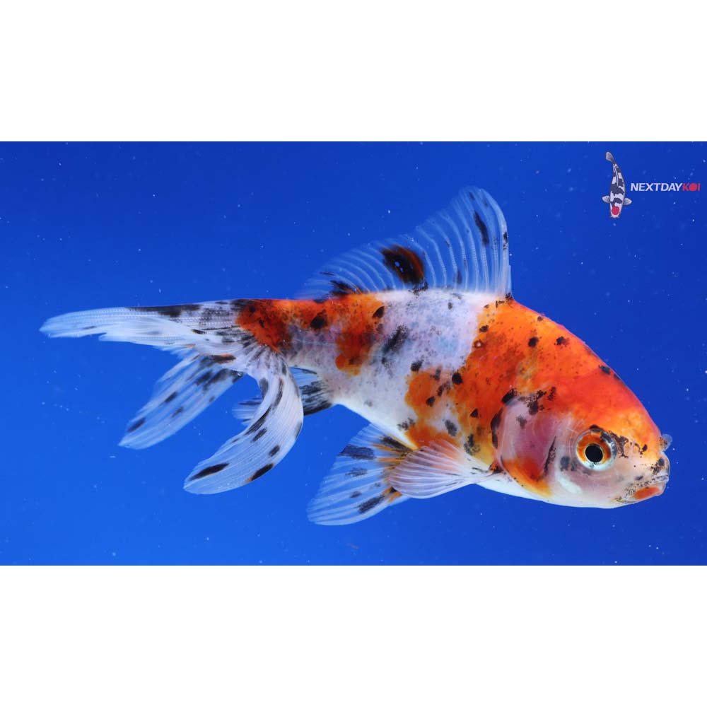 4” Imported Calico Wakin