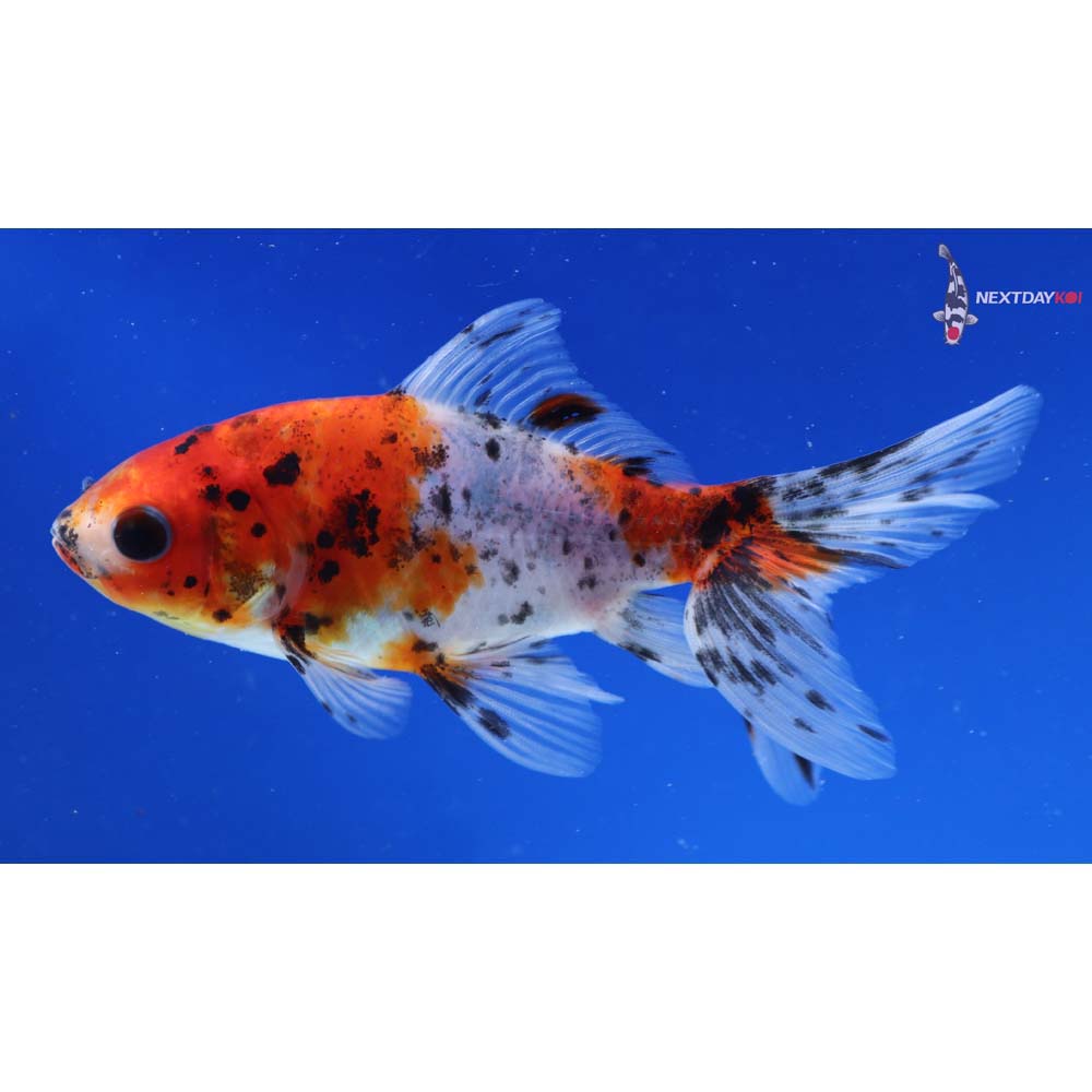 4” Imported Calico Wakin