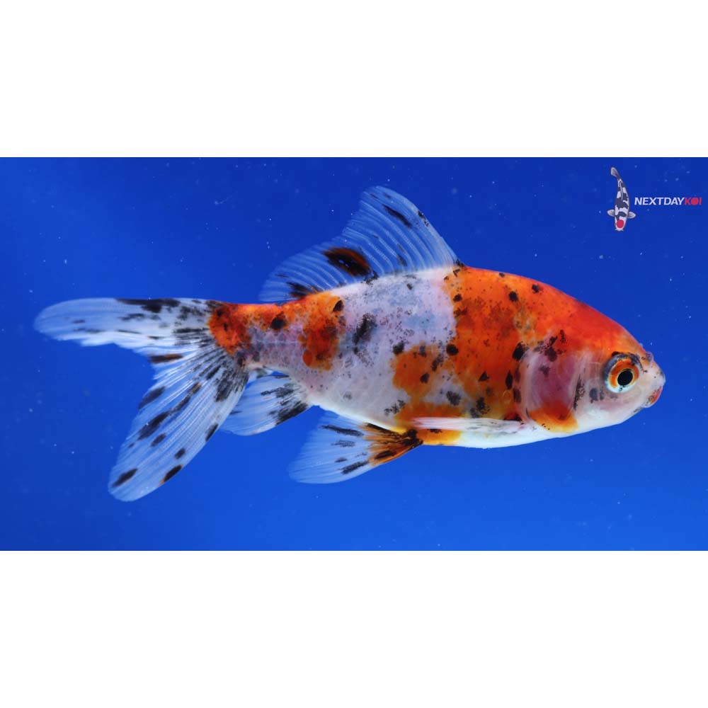 4” Imported Calico Wakin