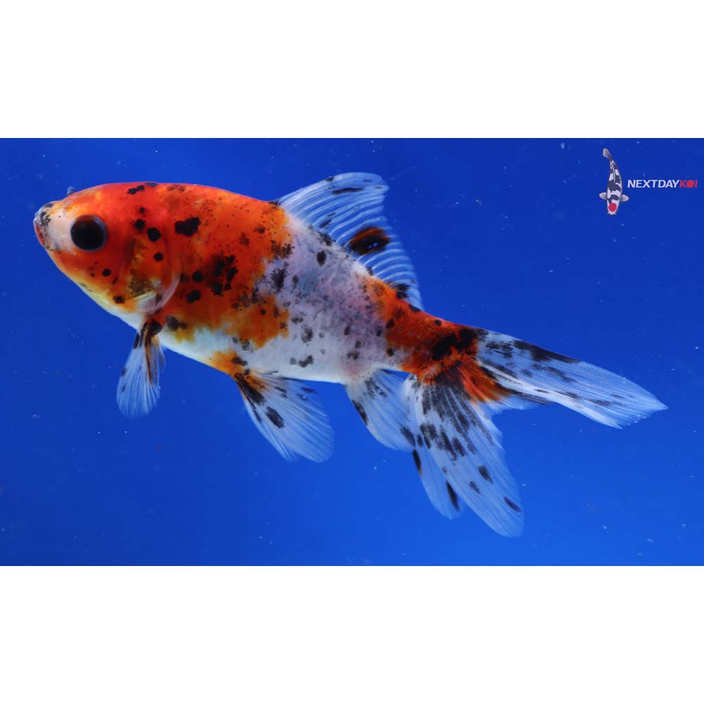 4” Imported Calico Wakin