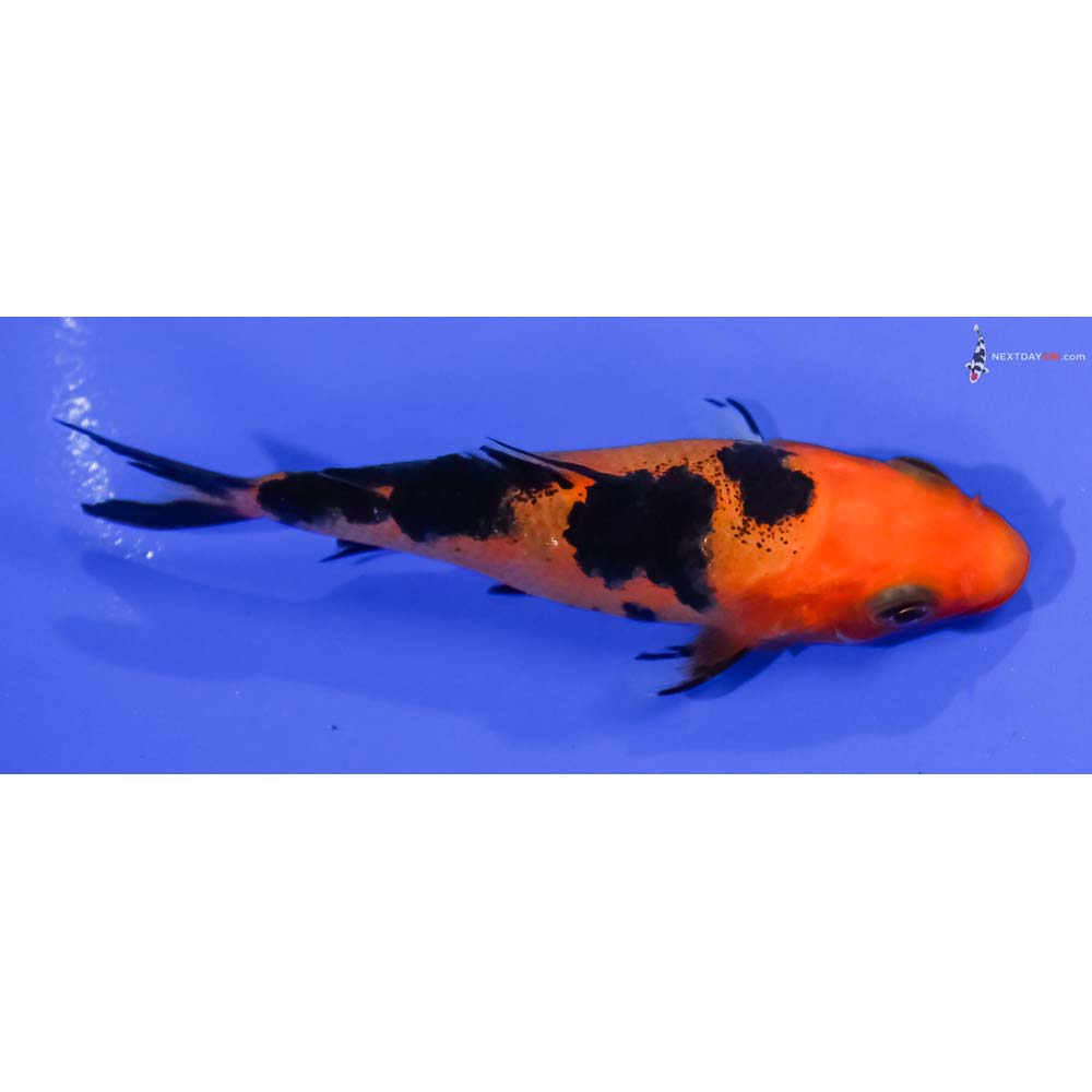 3.5” Imported Aka Bekko