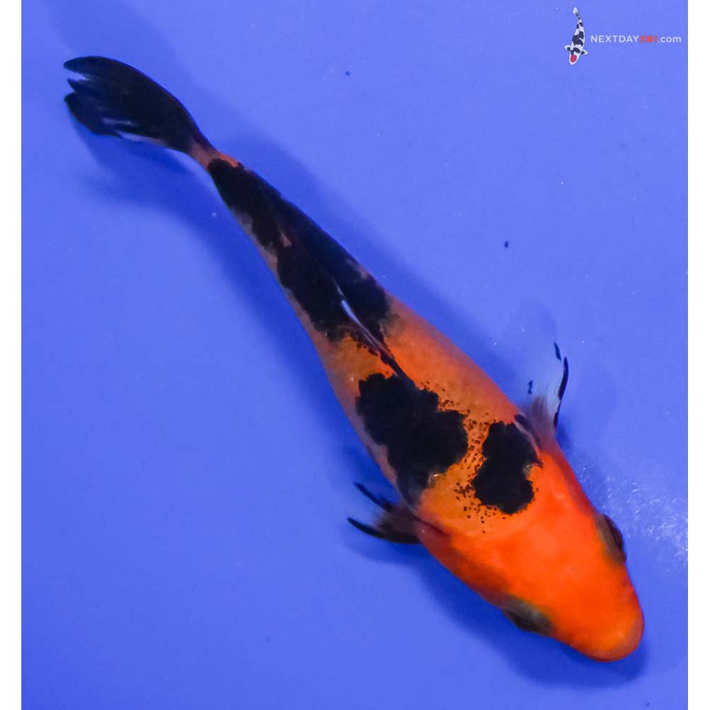 3.5” Imported Aka Bekko