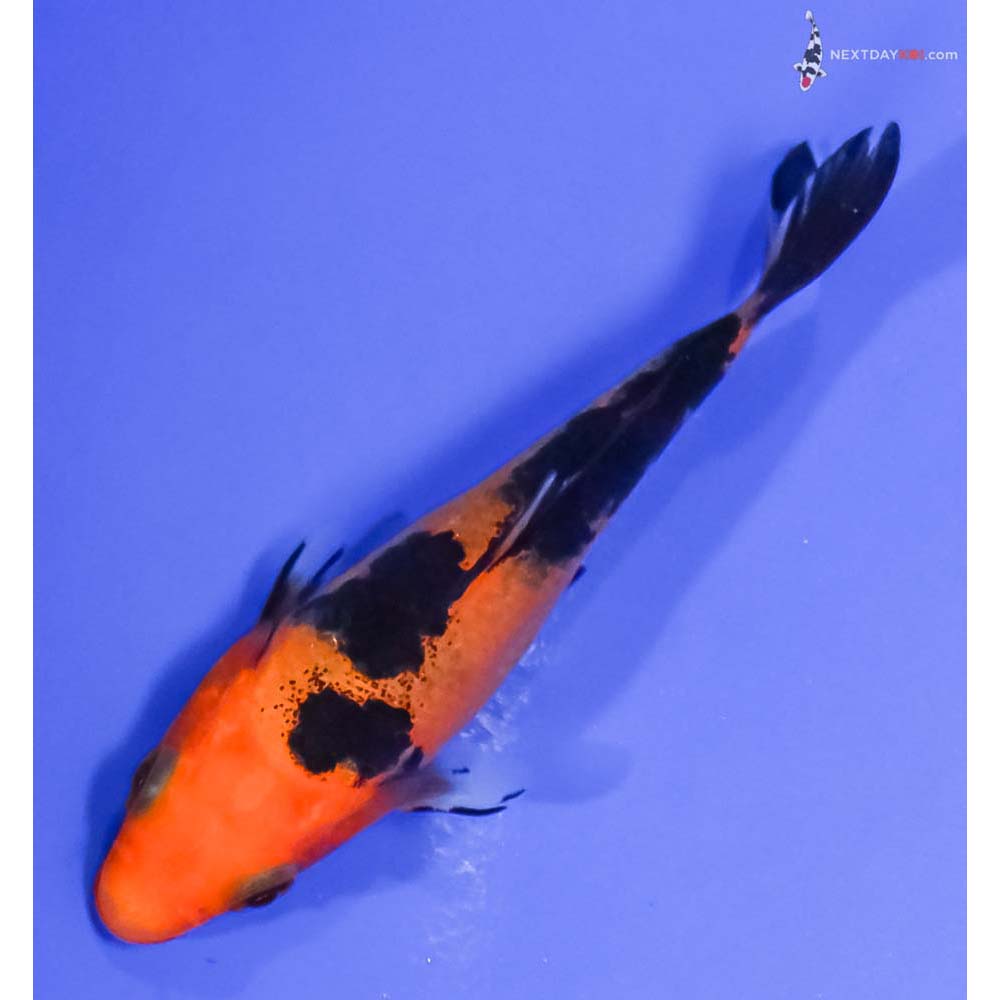 3.5” Imported Aka Bekko