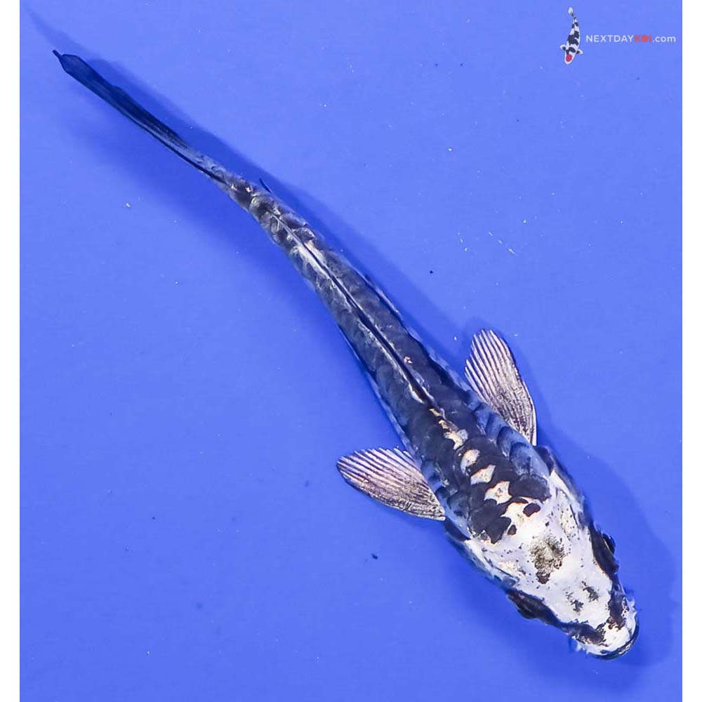 3.5β Imported Kikokuryu