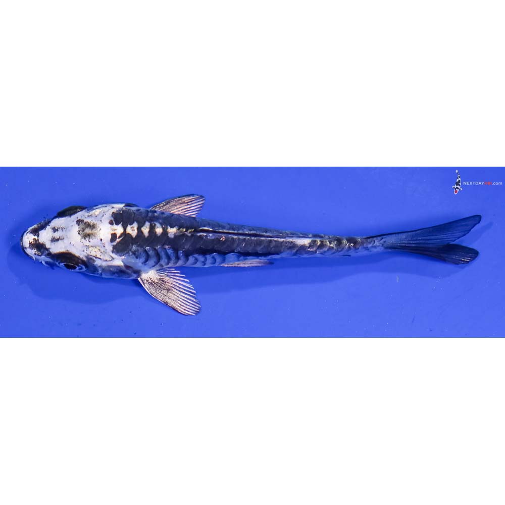 3.5β Imported Kikokuryu