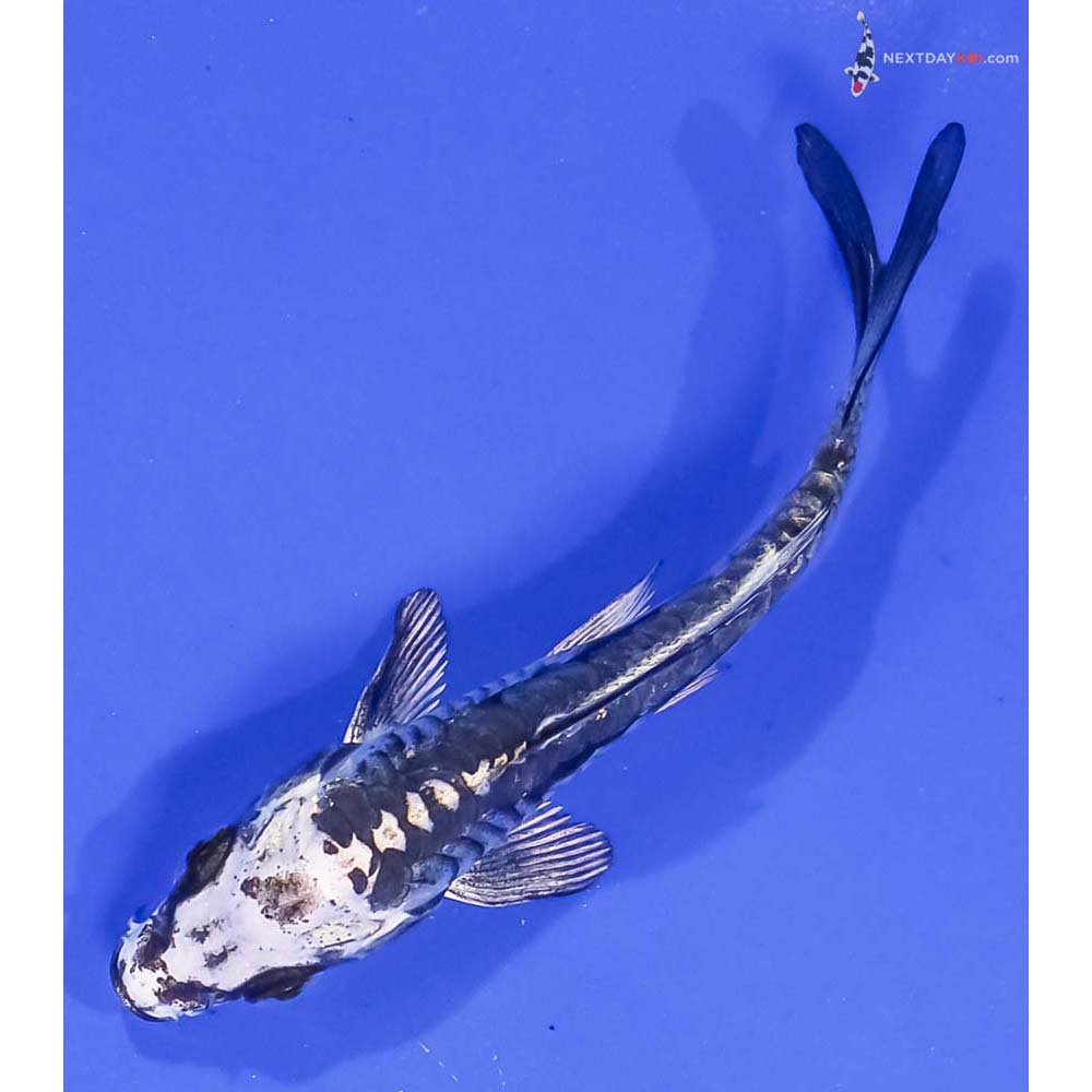 3.5β Imported Kikokuryu