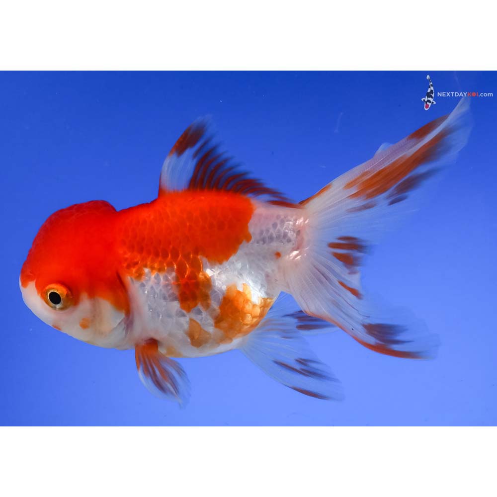 4.5” Imported Red and White Oranda