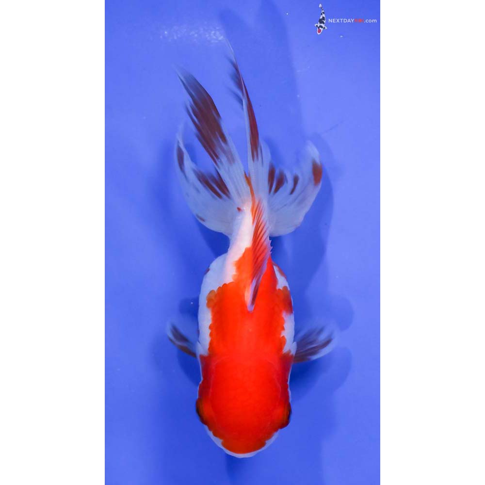 4.5” Imported Red and White Oranda