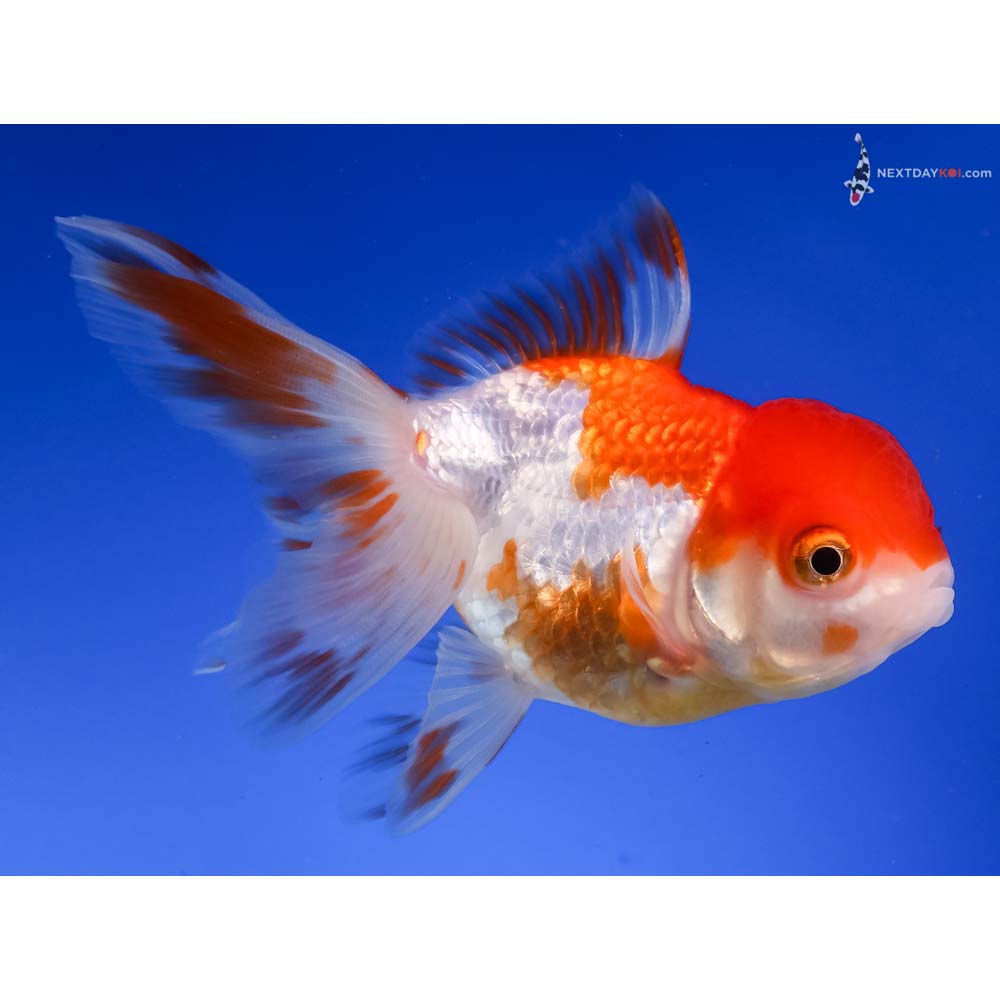 4.5” Imported Red and White Oranda