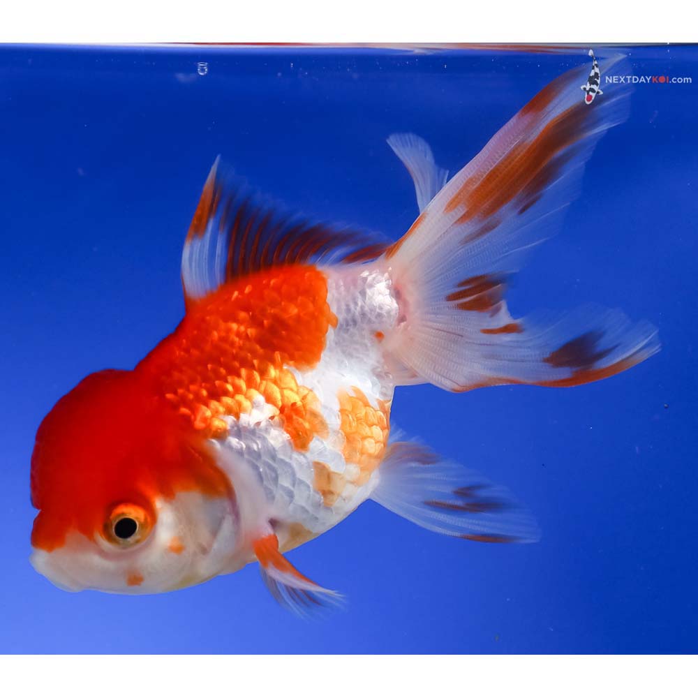 4.5” Imported Red and White Oranda