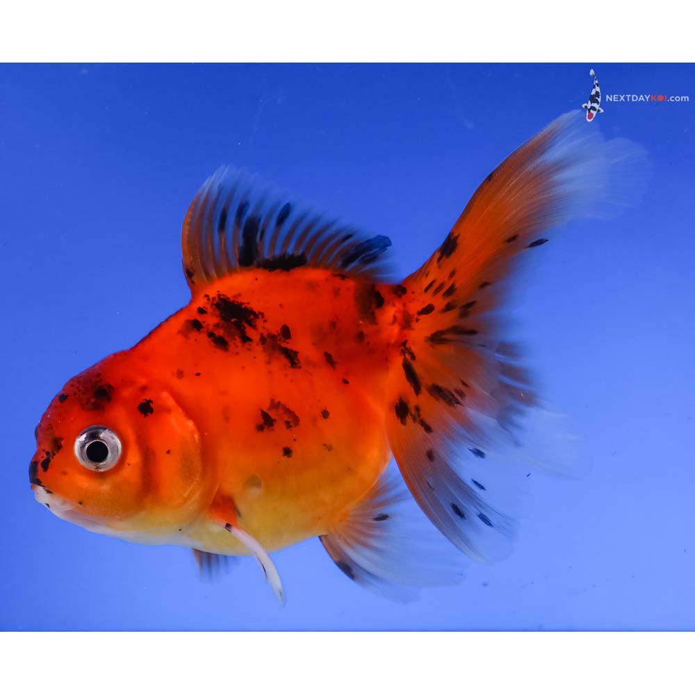 4” Imported Calico Oranda